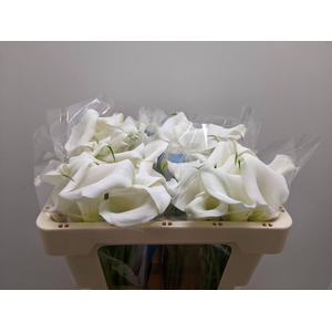 Calla Beluga