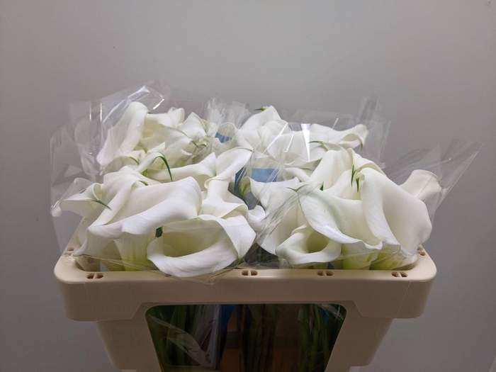<h4>Calla Beluga</h4>