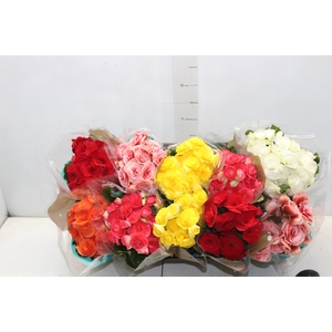 BEGONIA P11