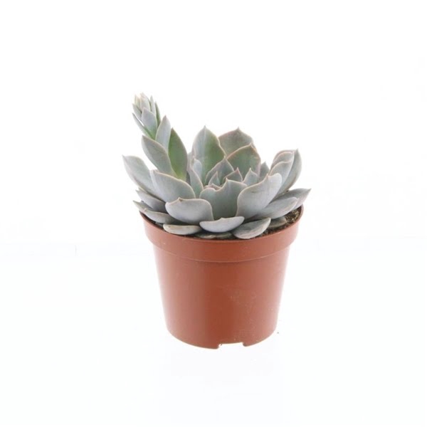 <h4>Echeveria Canadian</h4>