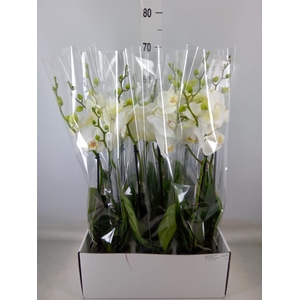 Phalaenopsis   ...white