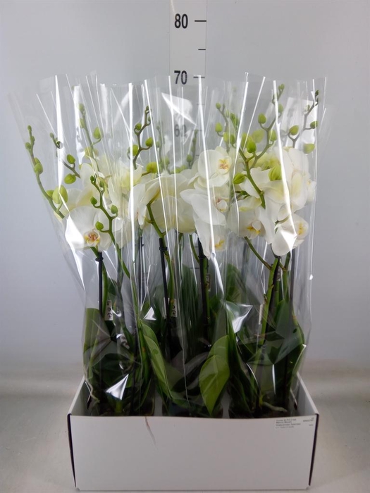 <h4>Phalaenopsis   ...white</h4>