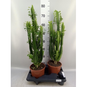Euphorbia trigona