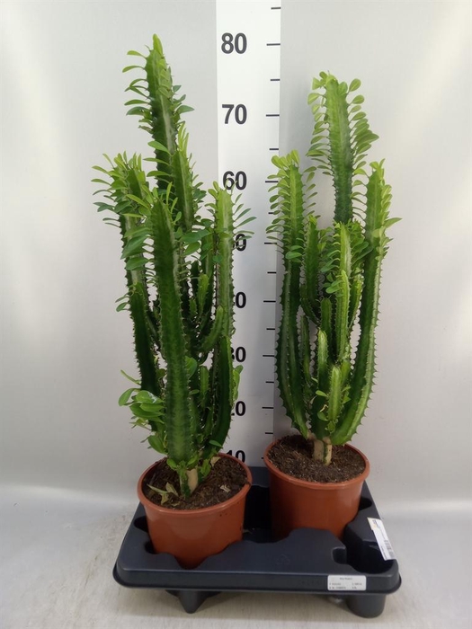 <h4>Euphorbia trigona</h4>
