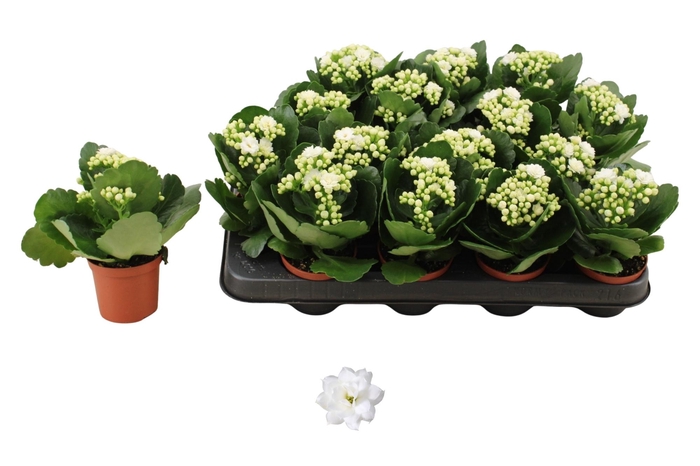 <h4>KAL GE DON DIONE</h4>