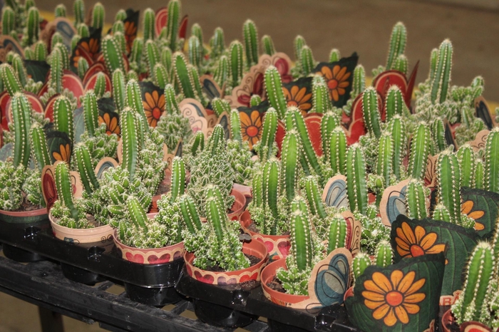 <h4>CACTUS ACANTHOCEREUS TETRAGONUS P09</h4>