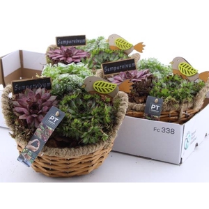 Sempervivum Arrangement 20Ø 19cm