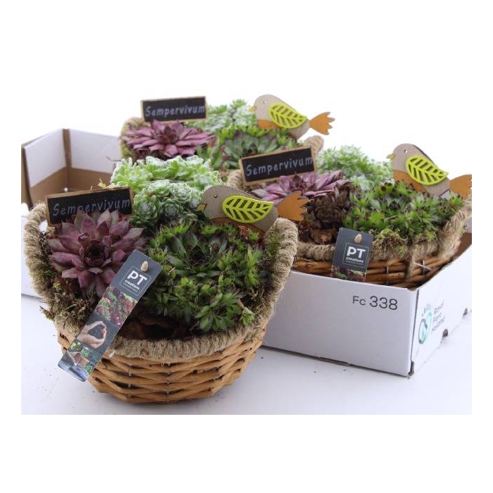 <h4>Sempervivum Arrangement 20Ø 19cm</h4>