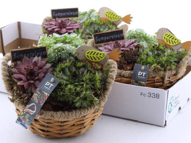 Sempervivum Arrangement 20Ø 19cm