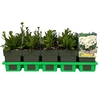 Leucanthemum Ohh La Lagrande
