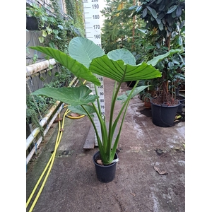 Alocasia macrorrhiza