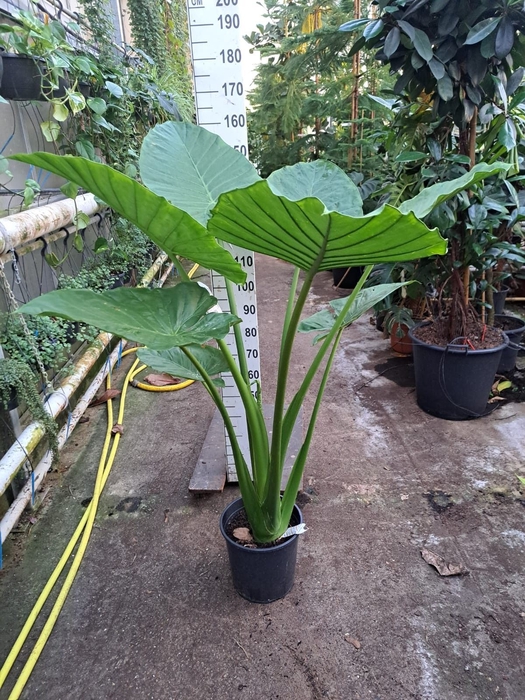 <h4>Alocasia macrorrhiza</h4>