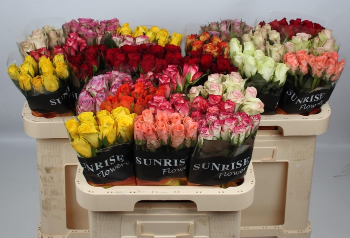 <h4>R GR GEM IN FUST</h4>