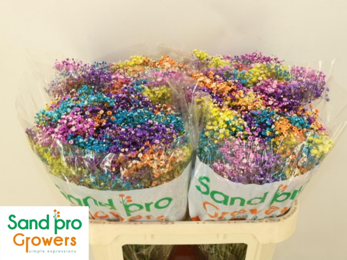 <h4>GYPS KLB H%</h4>