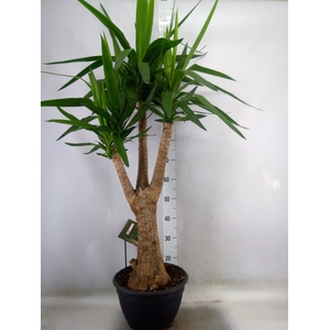 Yucca elephantipes   ...