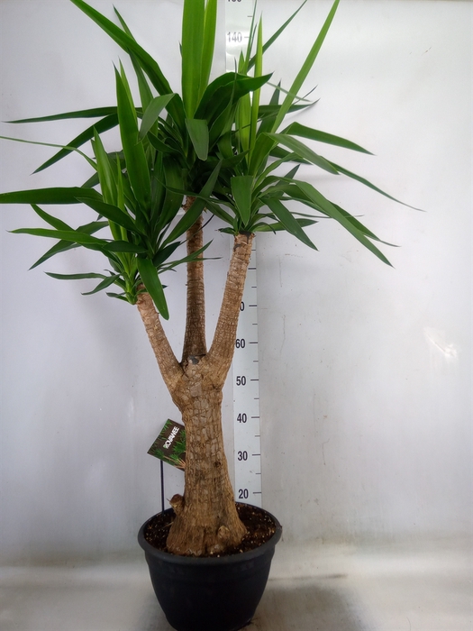 <h4>Yucca elephantipes   ...</h4>