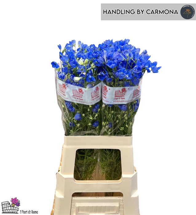 <h4>DELPH EN FASHION BLU</h4>