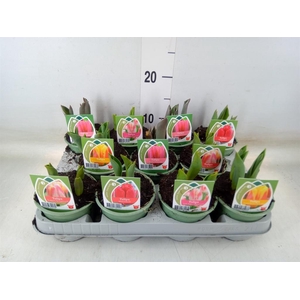 Tulipa   ...