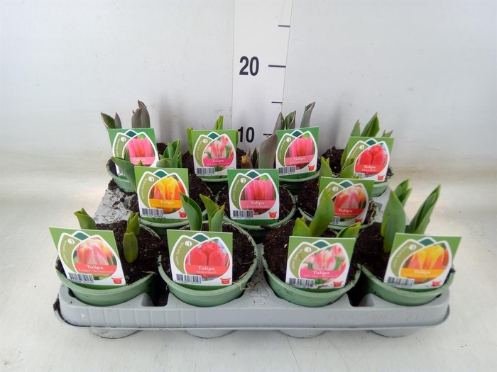 <h4>Tulipa   ...</h4>