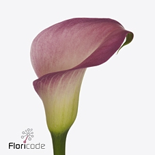 Zantedeschia candy dream