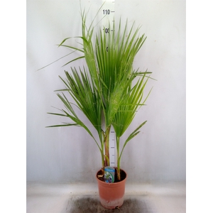 Washingtonia filifera