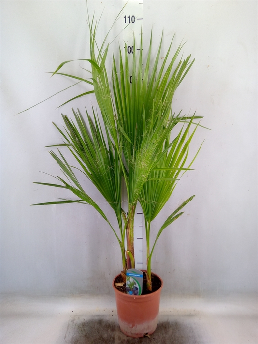 <h4>Washingtonia filifera</h4>