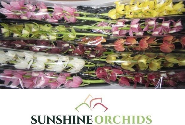 <h4>CYMB MI GEM</h4>