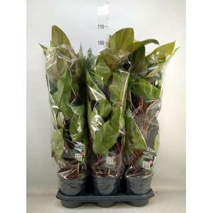 Philodendron  'Red Emerald'