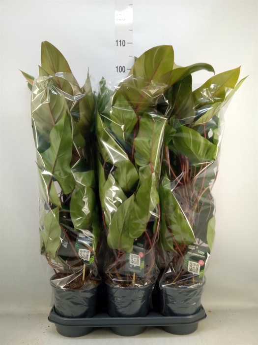 <h4>Philodendron  'Red Emerald'</h4>