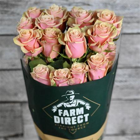 <h4>R Gr Pink Amaretto</h4>