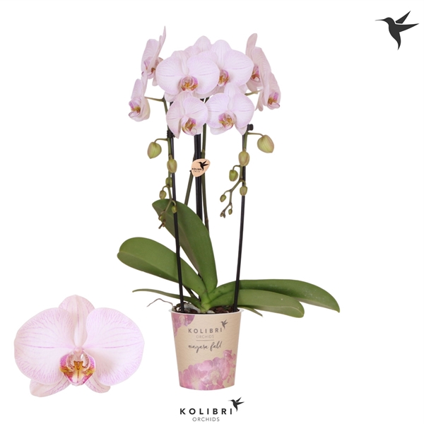 <h4>Kolibri Phal Niagara Fall True Love</h4>