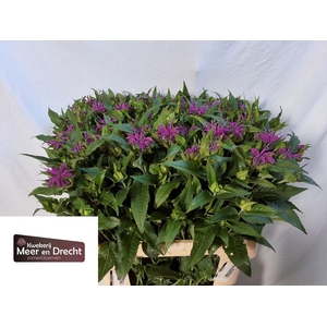 MONARDA OV