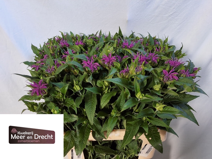 <h4>MONARDA OV</h4>
