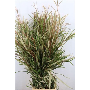 GREVILLEA NATUREL 200GR P BUNCH