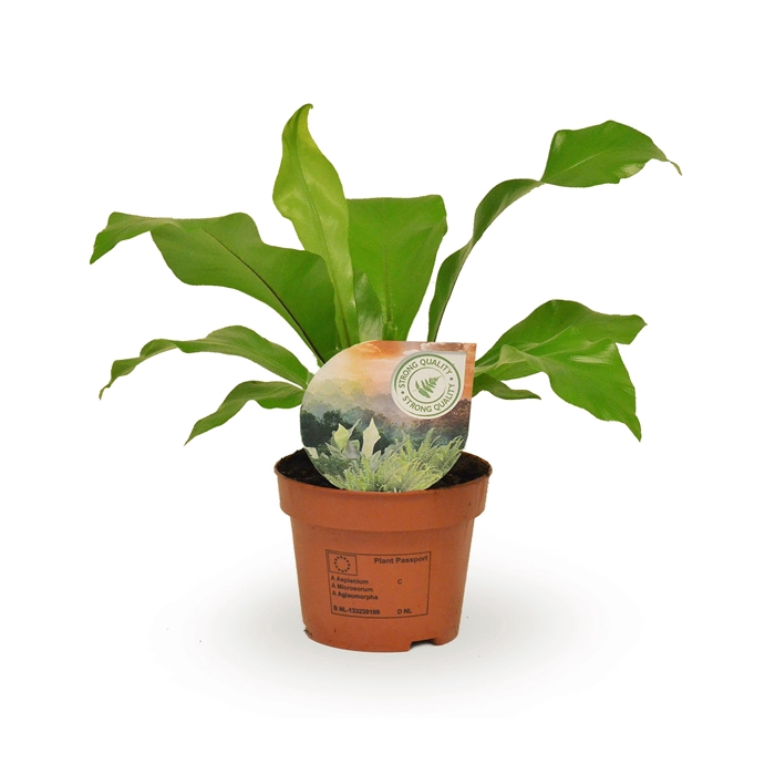 <h4>Asplenium nidus</h4>