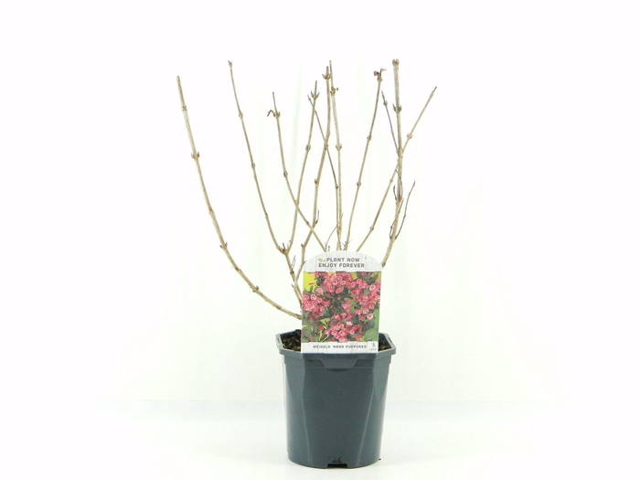 <h4>Weigela flor. Nana Purpurea</h4>