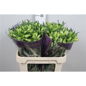 Alstroemeria  'Bright Star'