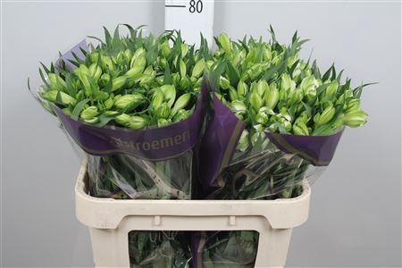 <h4>Alstroemeria  'Bright Star'</h4>