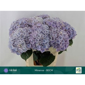 Hydr M My Beau Minerva Extra