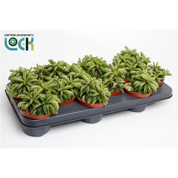 <h4>Peperomia Happy Bean</h4>