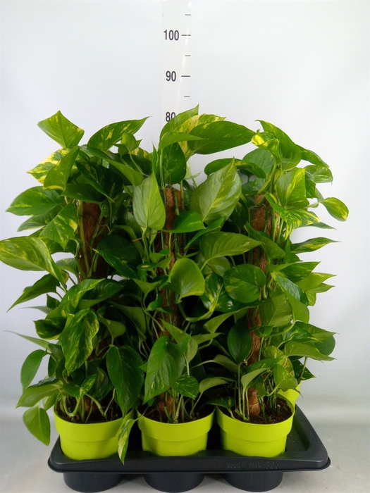 <h4>Epipremnum pinn.   ...moss stick</h4>