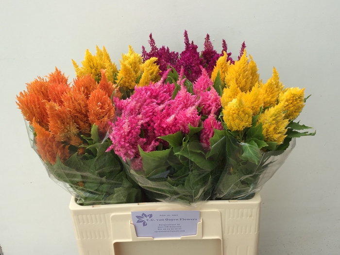 <h4>Celosia Plumosa Overig Ooijen</h4>