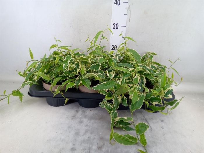 <h4>Ficus sagittata</h4>