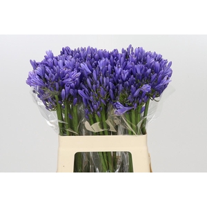 Agapanthus Blue Heaven