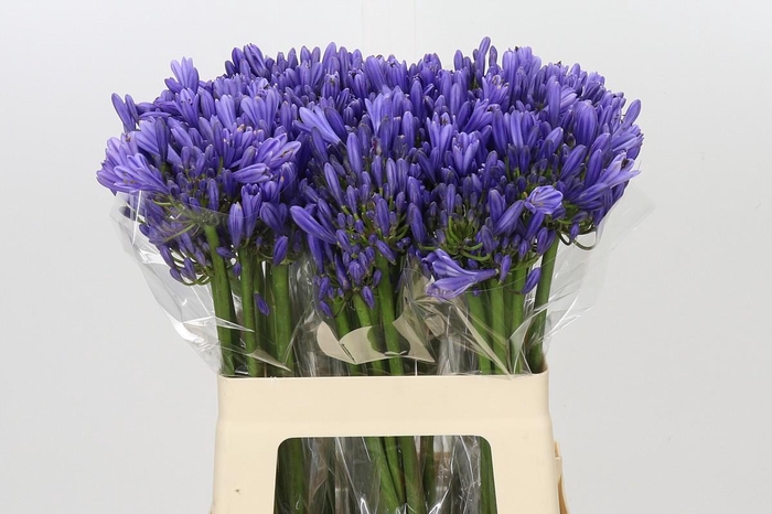 <h4>Agapanthus Blue Heaven</h4>