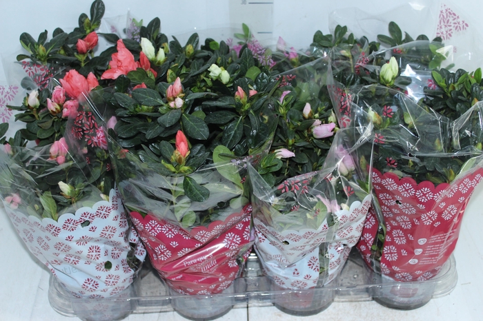 <h4>AZALEIA P14</h4>