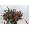 Banksia Speciosa Cones Hairy