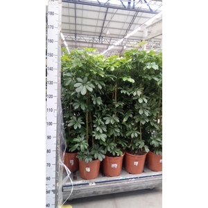 Schefflera arbor. 'Compacta'