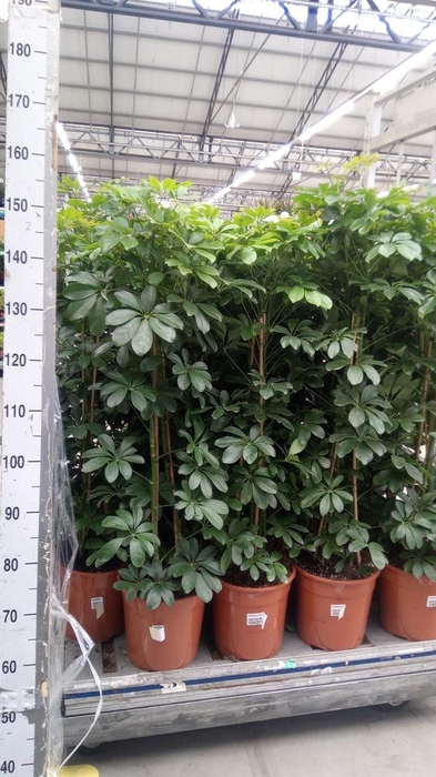 <h4>Schefflera arbor. 'Compacta'</h4>