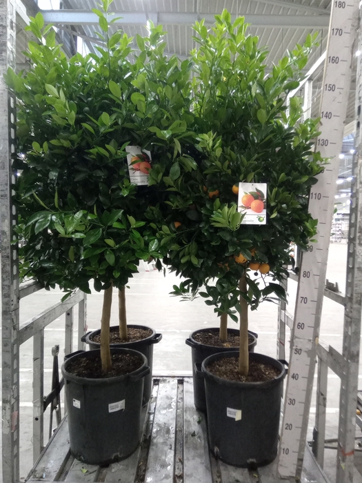 <h4>Citrus   ...</h4>